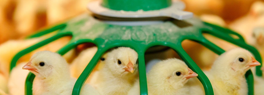 Poultry Farmers Cover Image