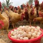 Poultry Farmers Profile Picture